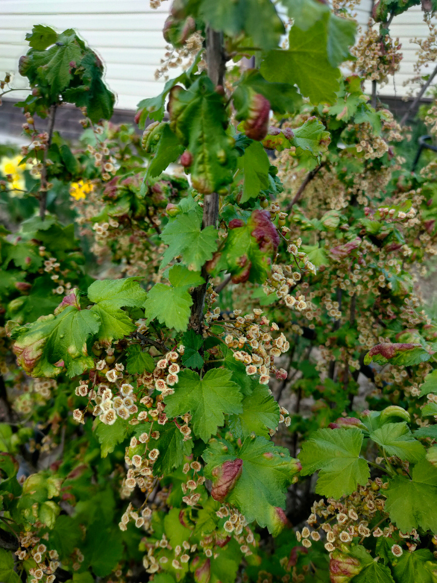 Куст смородины, пораженный галловой тлёй. 
