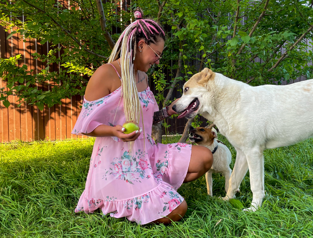 Алабай и Джек Рассел терьер на совместной прогулке
