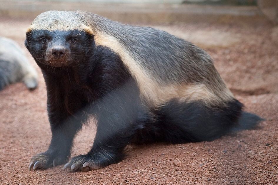 Медоед. Фото взято из открытого источника Яндекс Картинки.