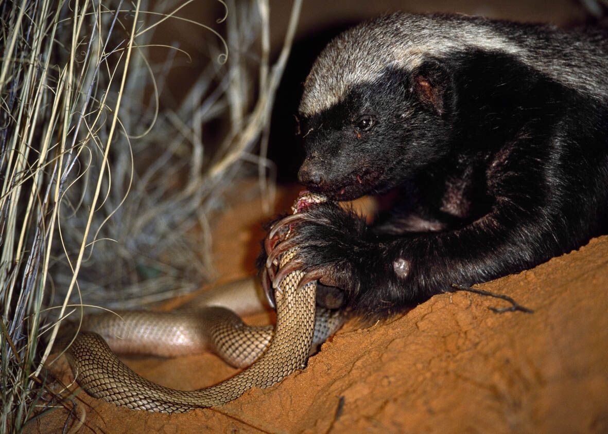Фото взято из открытого источника.