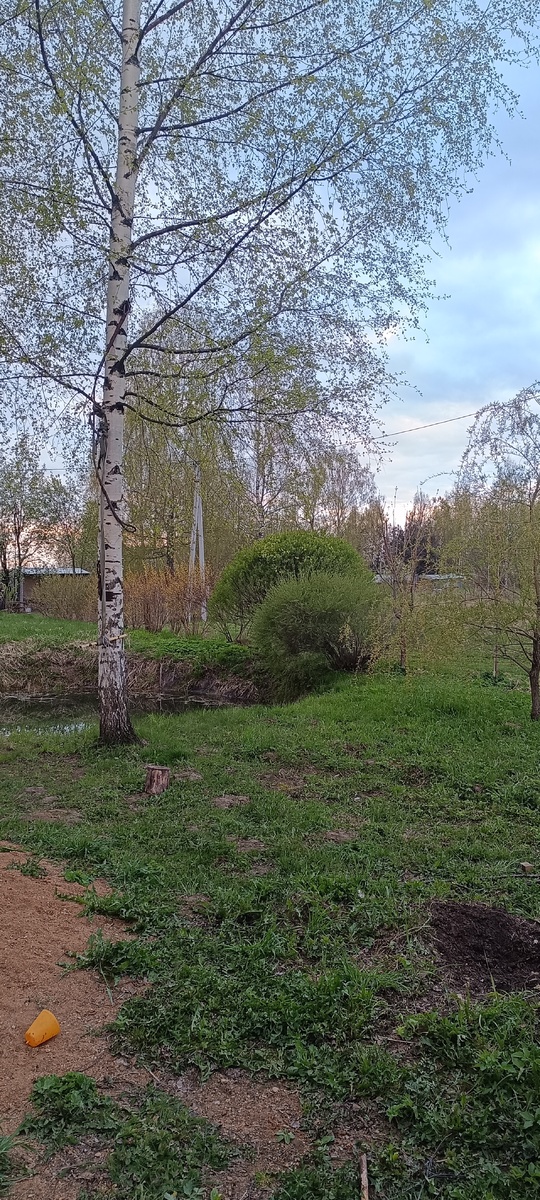 Вечером дождя нет...разъясняется.....в ночь мороз....