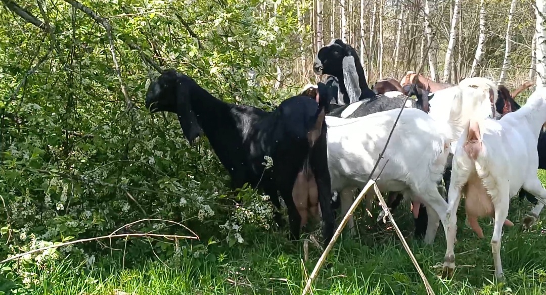 Мои красотки)