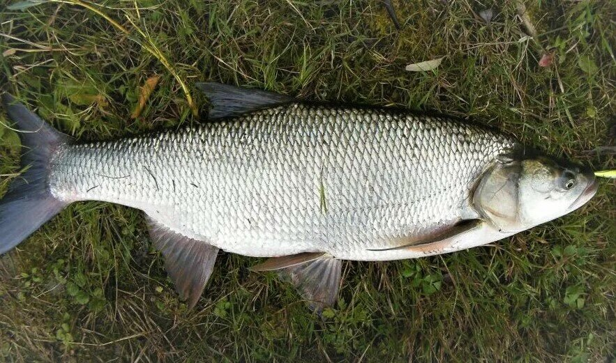 Фото с сайта: https://avatars.dzeninfra.ru