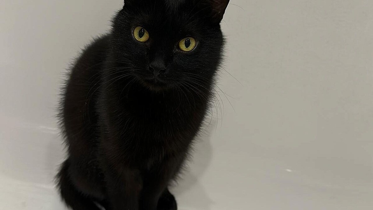    Фото: телеканал «Краснодар»