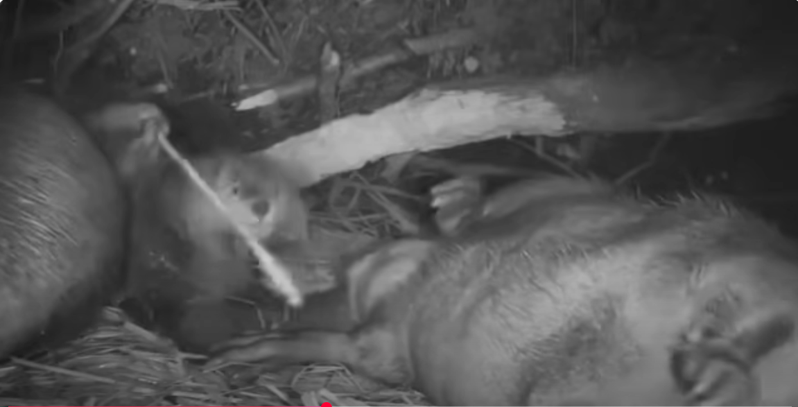 Бобровая хатка изнутри