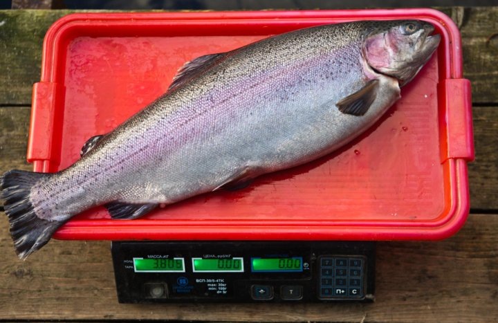 Неплохо бы такую рыбину поймать, правда.