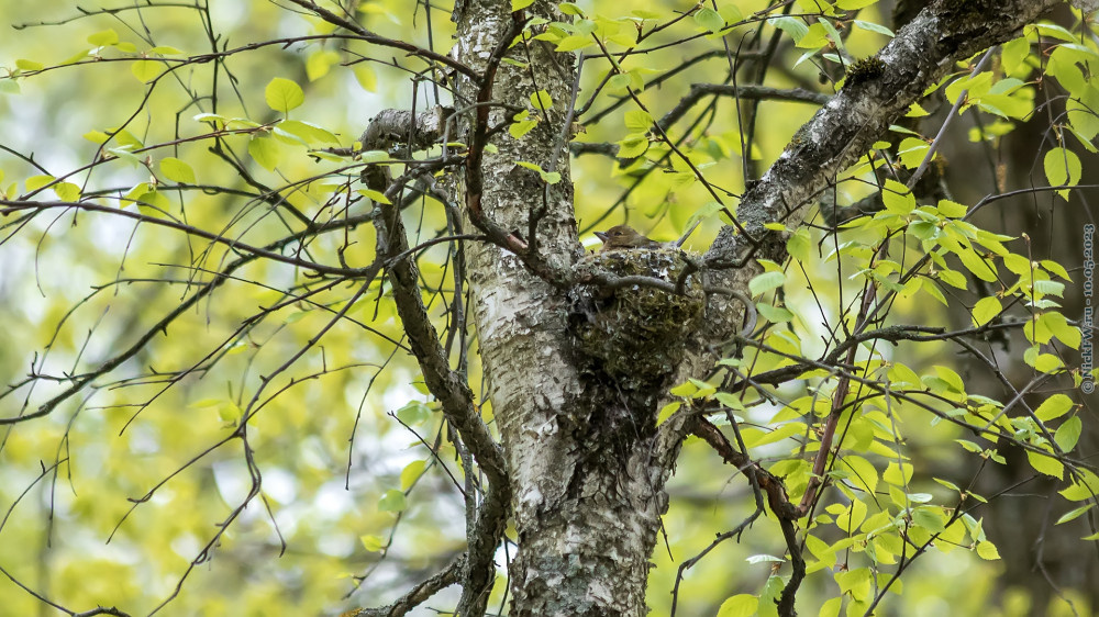 2. Гнездо Зяблика с Зяблихой внутри © NickFW.ru — 10.05.2023г.