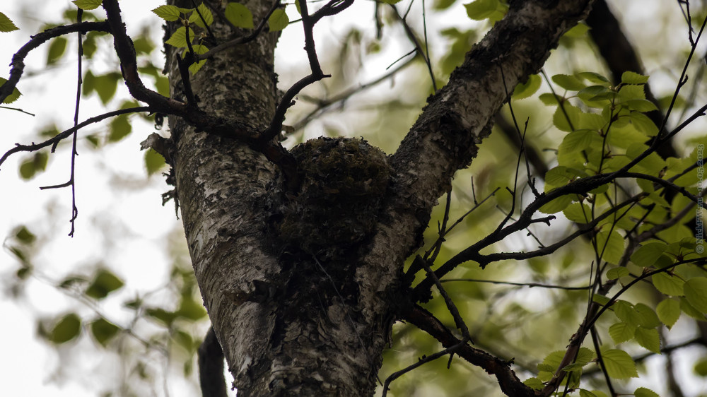 1. Гнездо © NickFW.ru — 10.05.2023г.