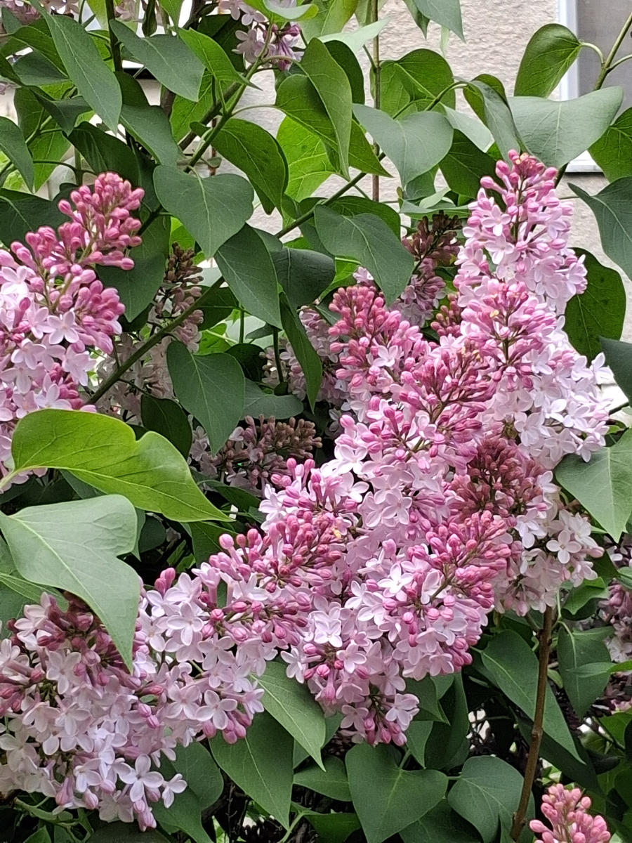Сирень. Фото автора.