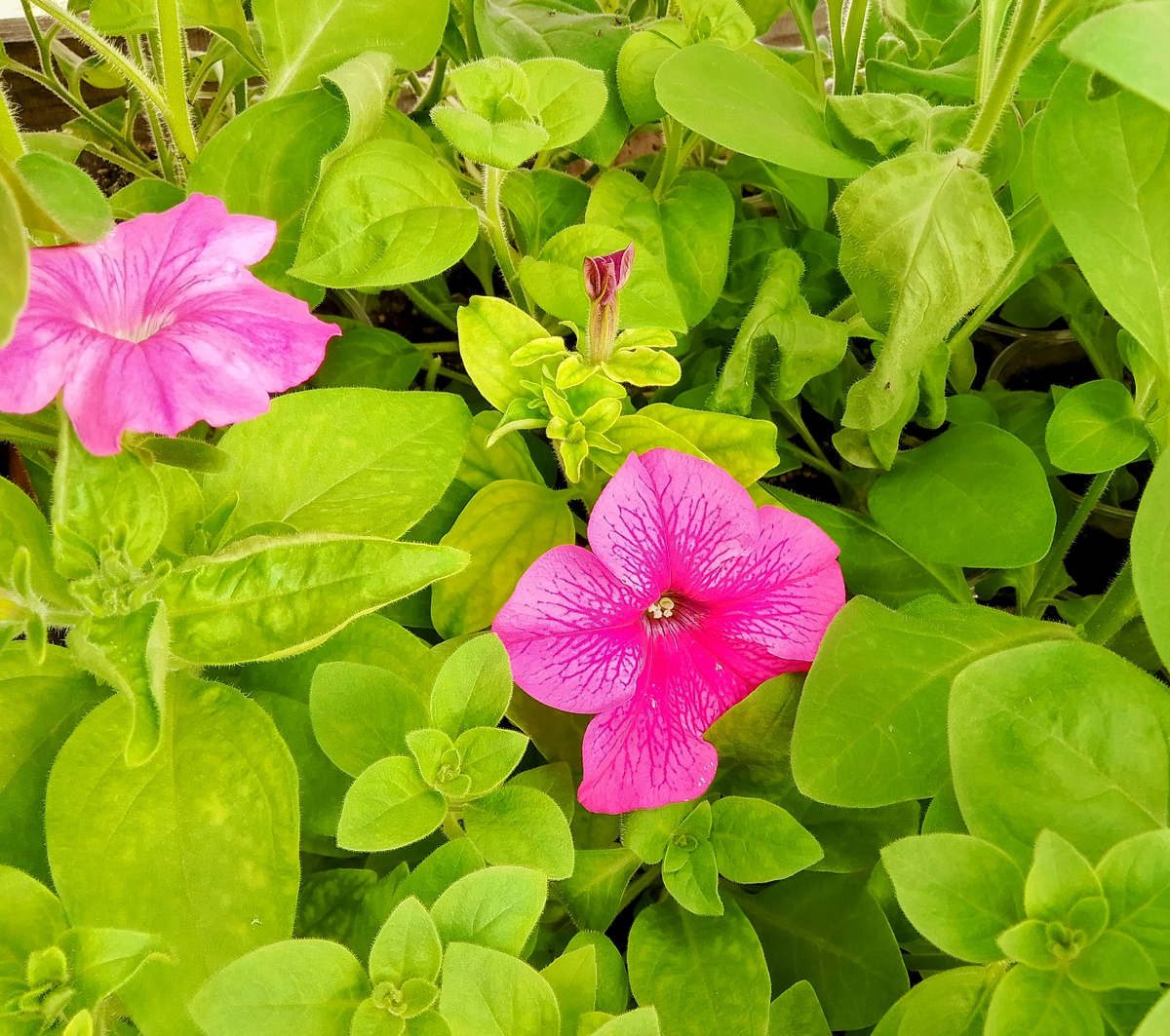 А в теплице красота петунья зацветает