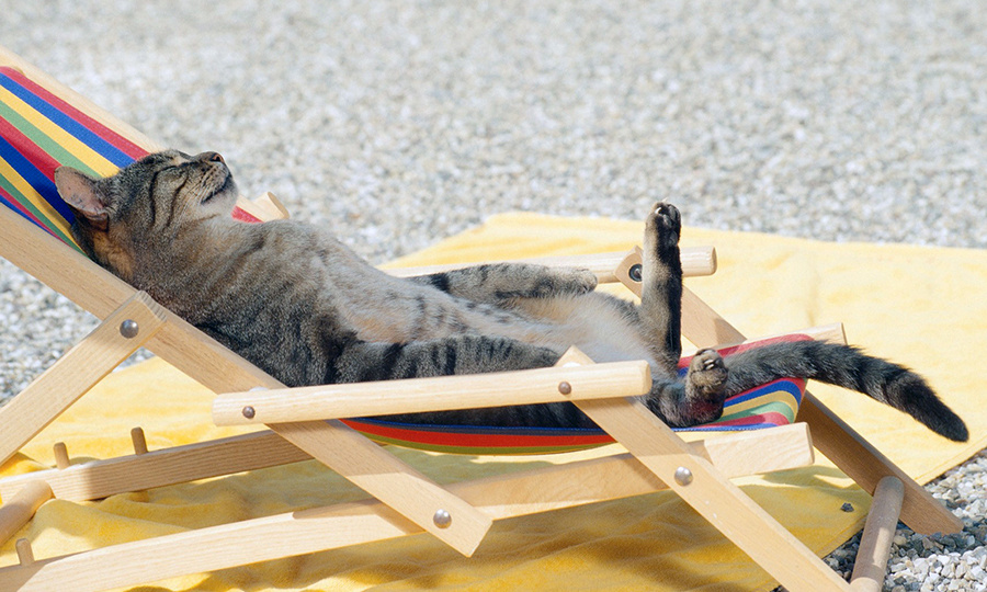 18 очень смешных мемов о котиках, работе и девушках