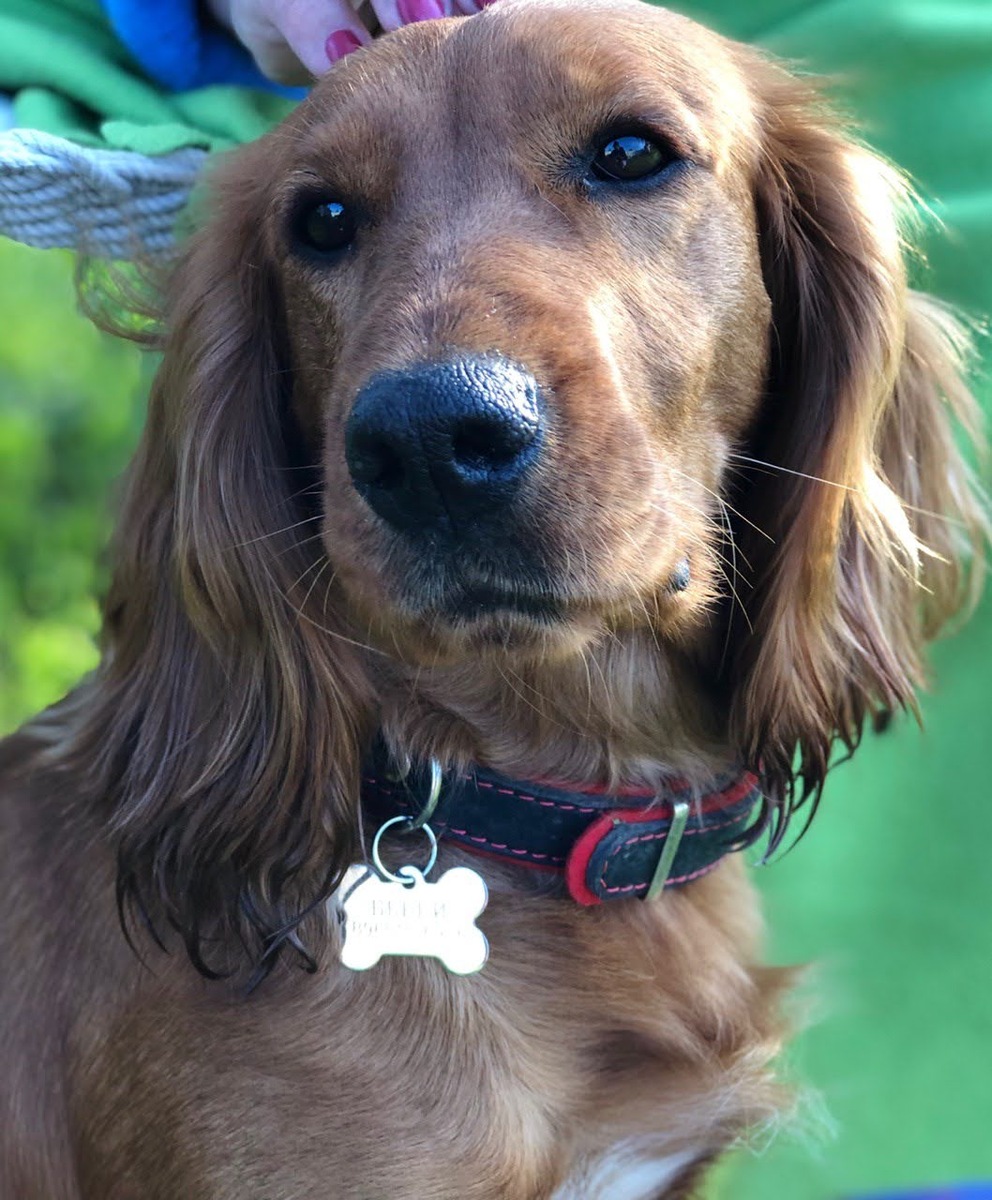 Наша рыжая бестия