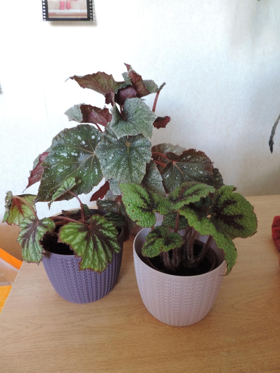 Это был шикарный улов.