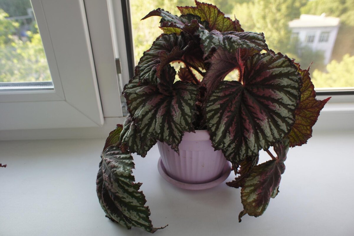 Каталина Санрайз 