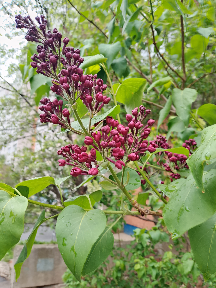 Сегодня утром