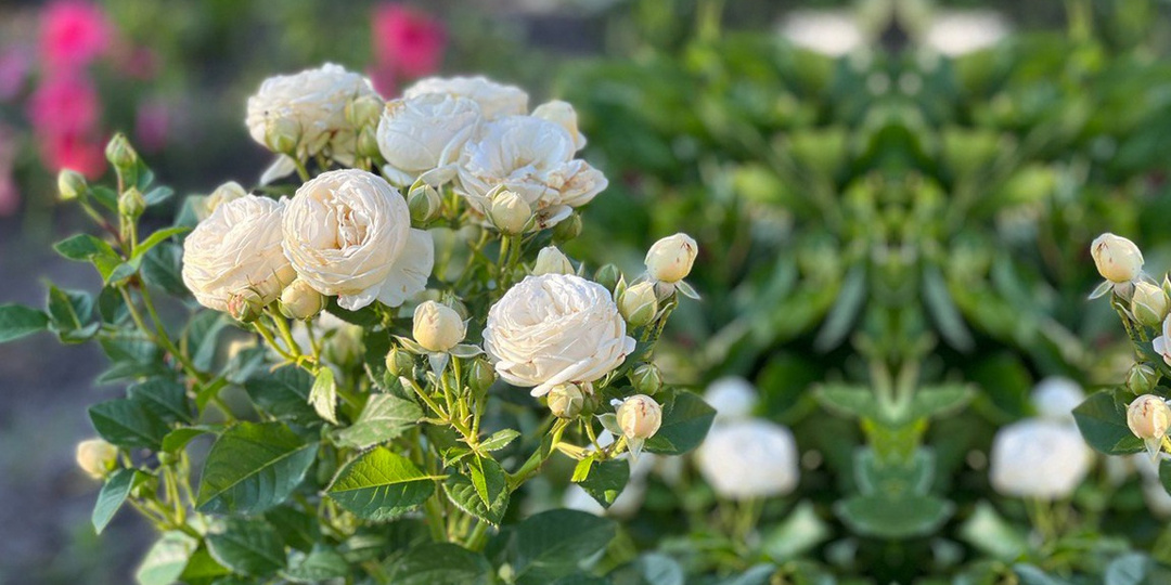 Опрыскиваю розы особым составом за 127 рублей до бутонизации. 7 кустов выдали по 28 цветков за сезон