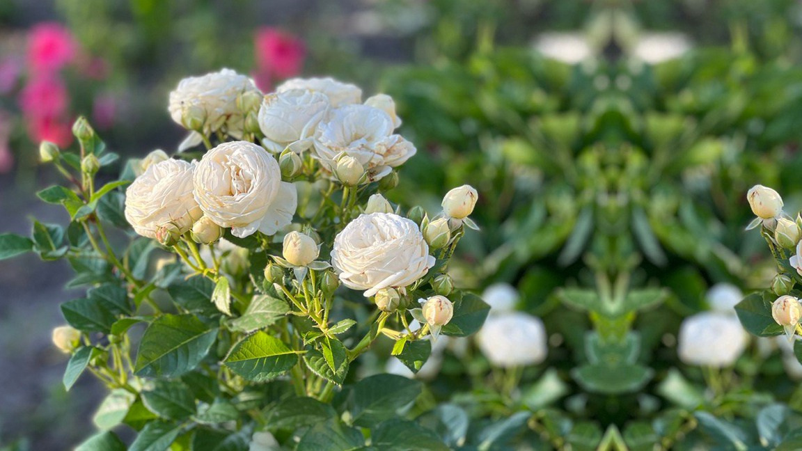 Весенняя обработка роз действительно влияет на будущее цветение