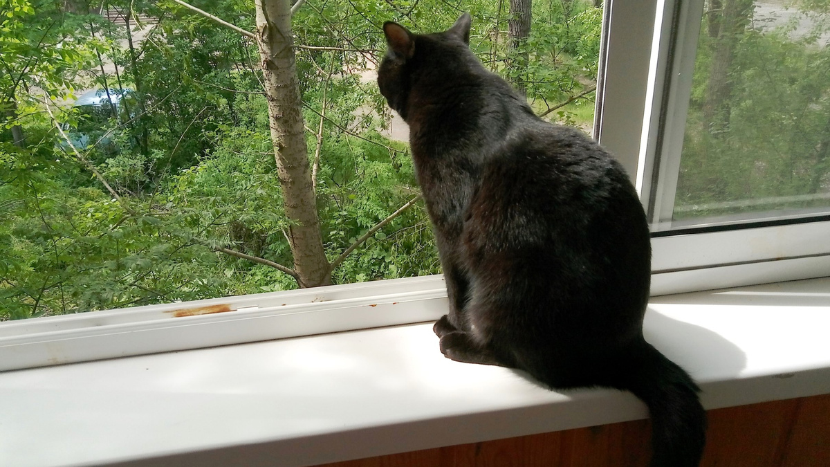 Я кот, я одинокий волк, но в людях все же вижу толк!