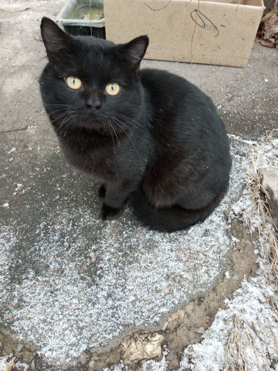 Чипс. любовь моя