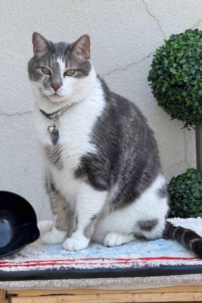 Оскар. Фото с интернета. 