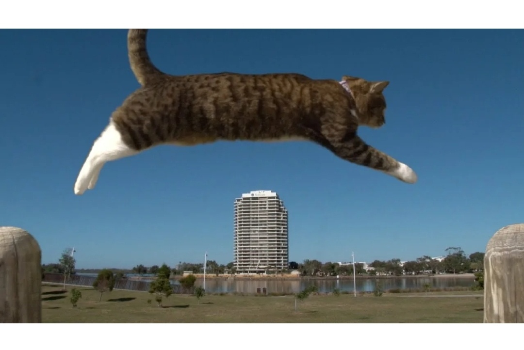 Фото кота в прыжке из интернета (не Оскар) 