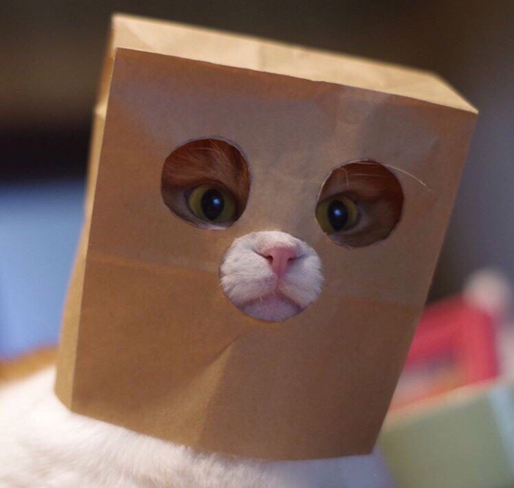 Моя шапочка для ответов на вопросы🐗