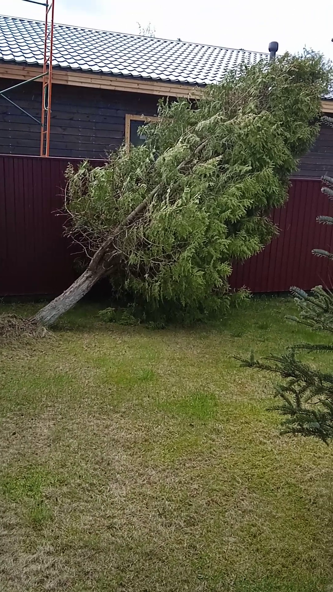 Туя прилегла отдохнуть