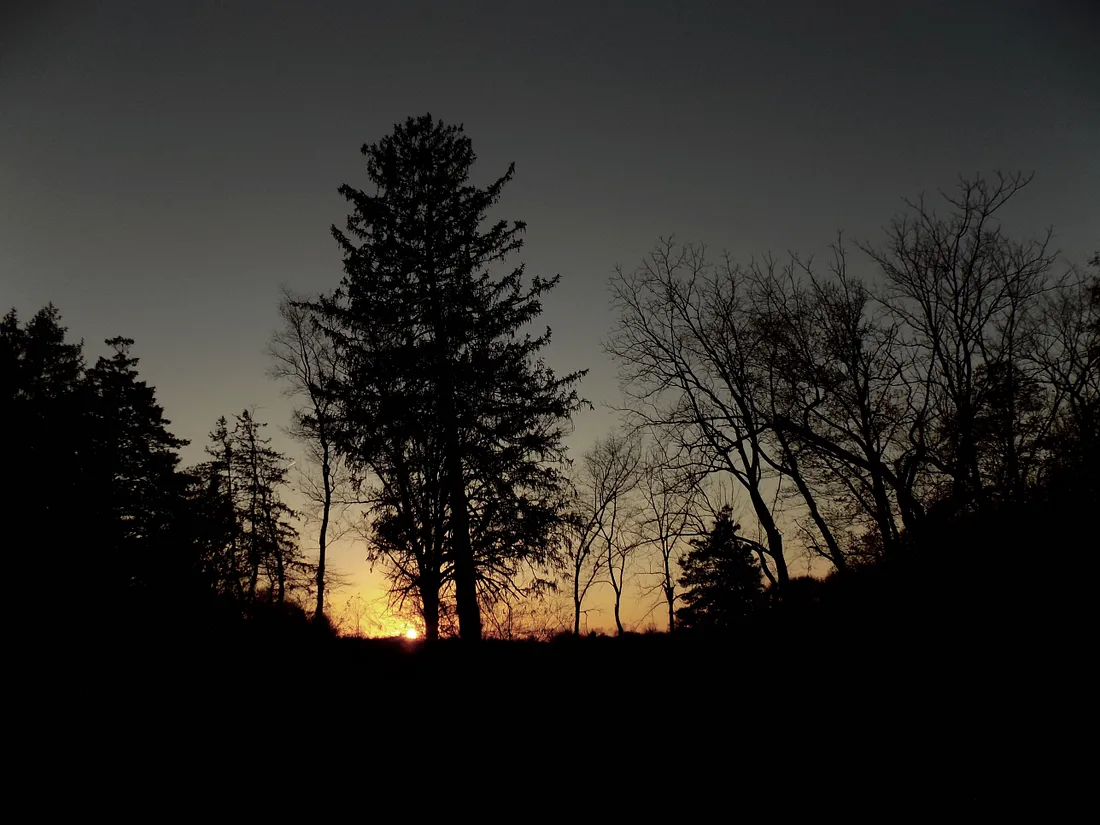 Линия деревьев на фоне заката над полем Сэвич