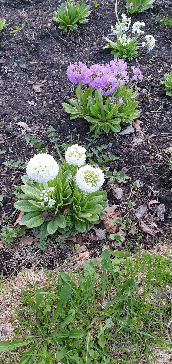 Первоцветы в дендрарии. К сожалению, не знаю, как они называются