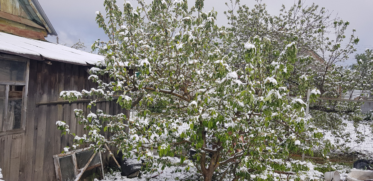 Впрочем, не так страшен снег, как заморозки.