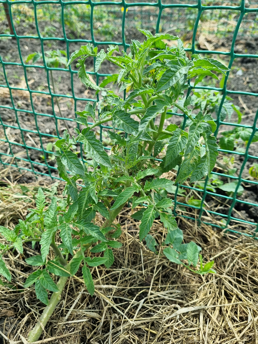 Это тоже из первого посева и первой высадки