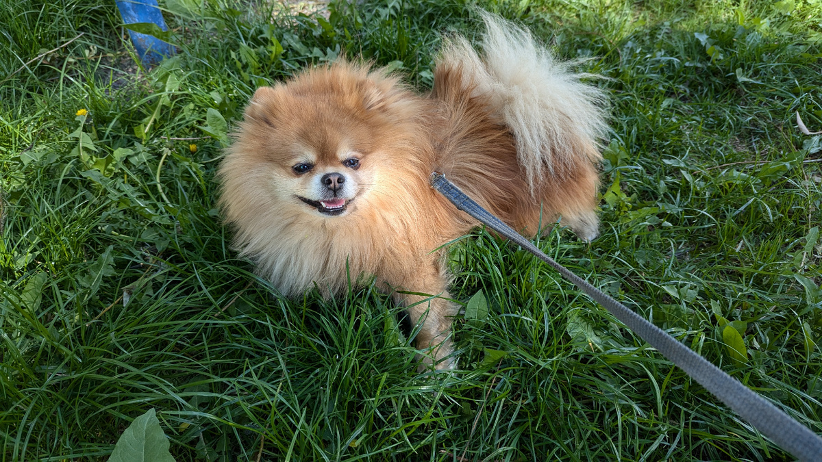 Довольная собака-улыбака