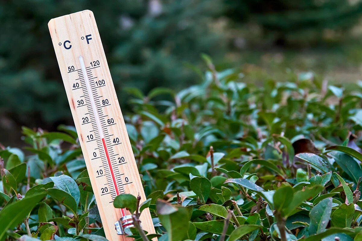    Фото: marketlan / Shutterstock.com