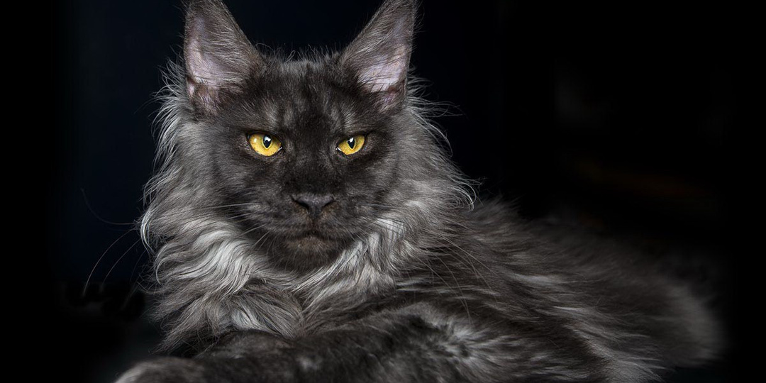 10 пород кошек, которые ведут себя как собаки