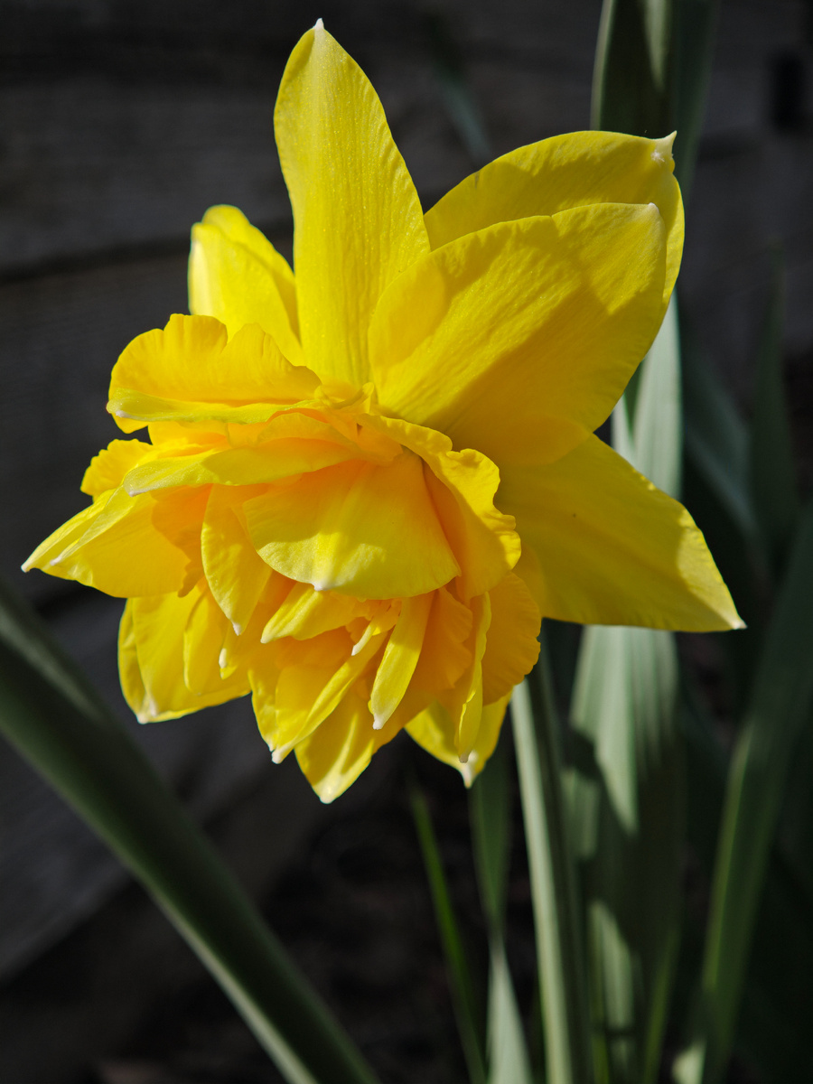 Портрет юности