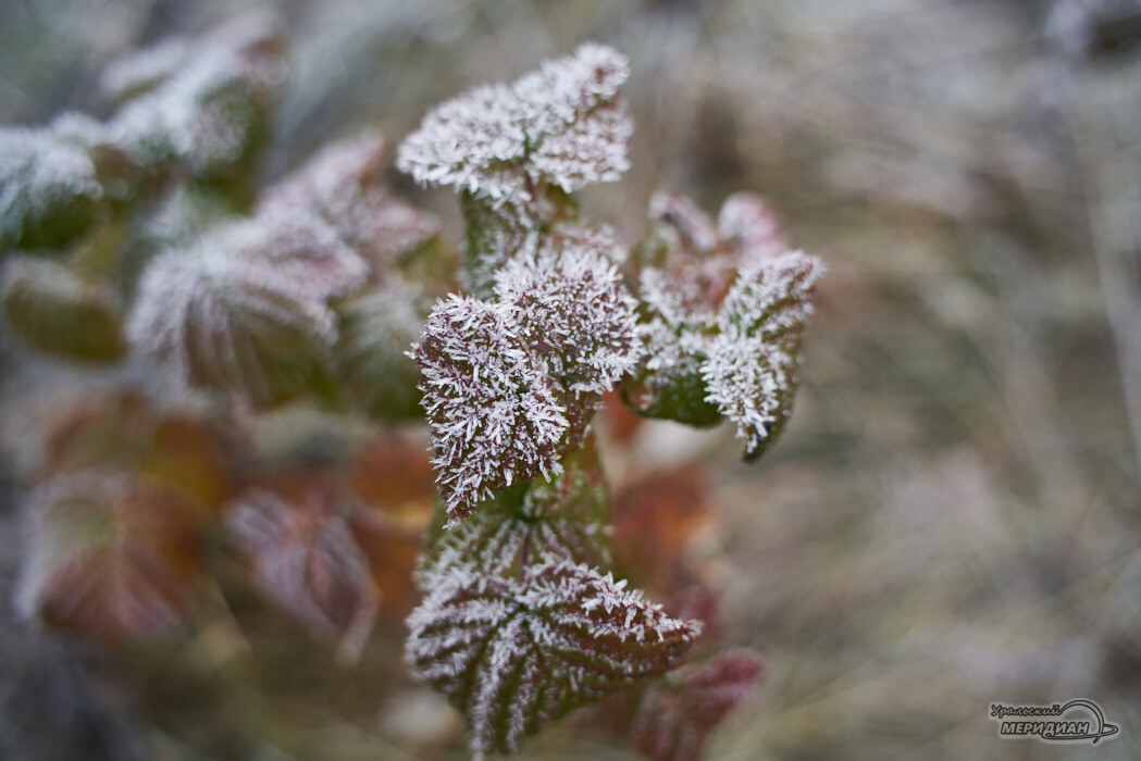    Фото Лидия Аникина © ИА «Уральский меридиан»
