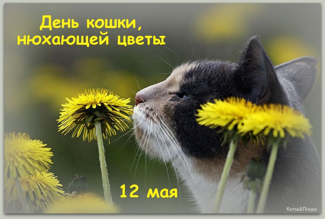 Коллаж автора. Использовано фото: https://ru.pinterest.com/pin/293015519477170065/ 