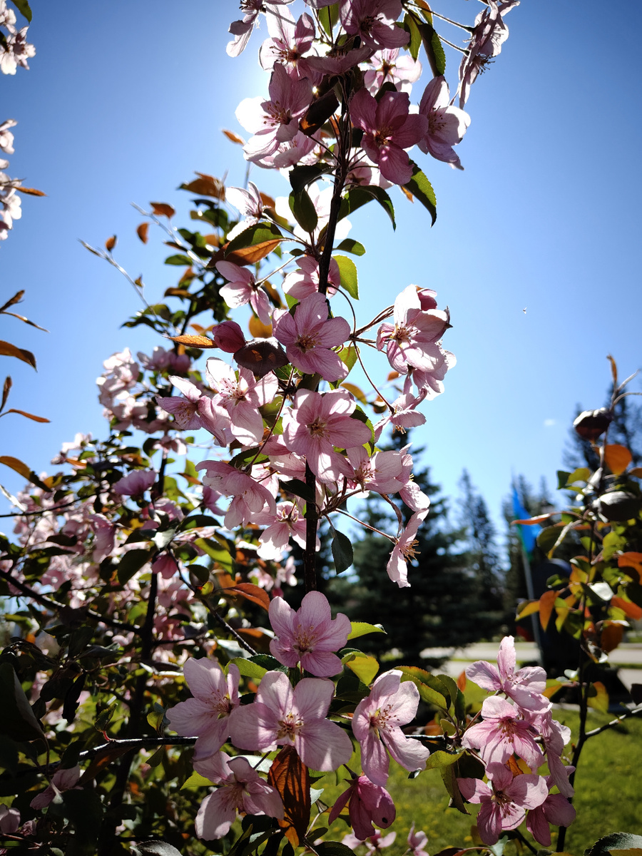 Молодые яблони цветут