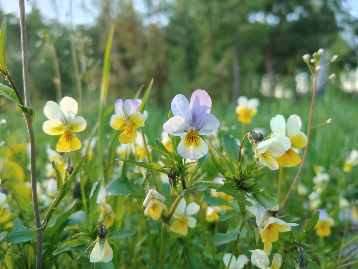 Анютины глазки 