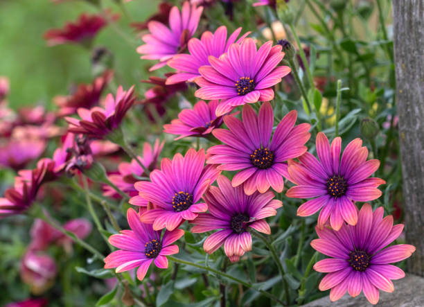 https://www.istockphoto.com/ru/%D1%84%D0%BE%D1%82%D0%BE%D0%B3%D1%80%D0%B0%D1%84%D0%B8%D0%B8/osteospermum-flowers