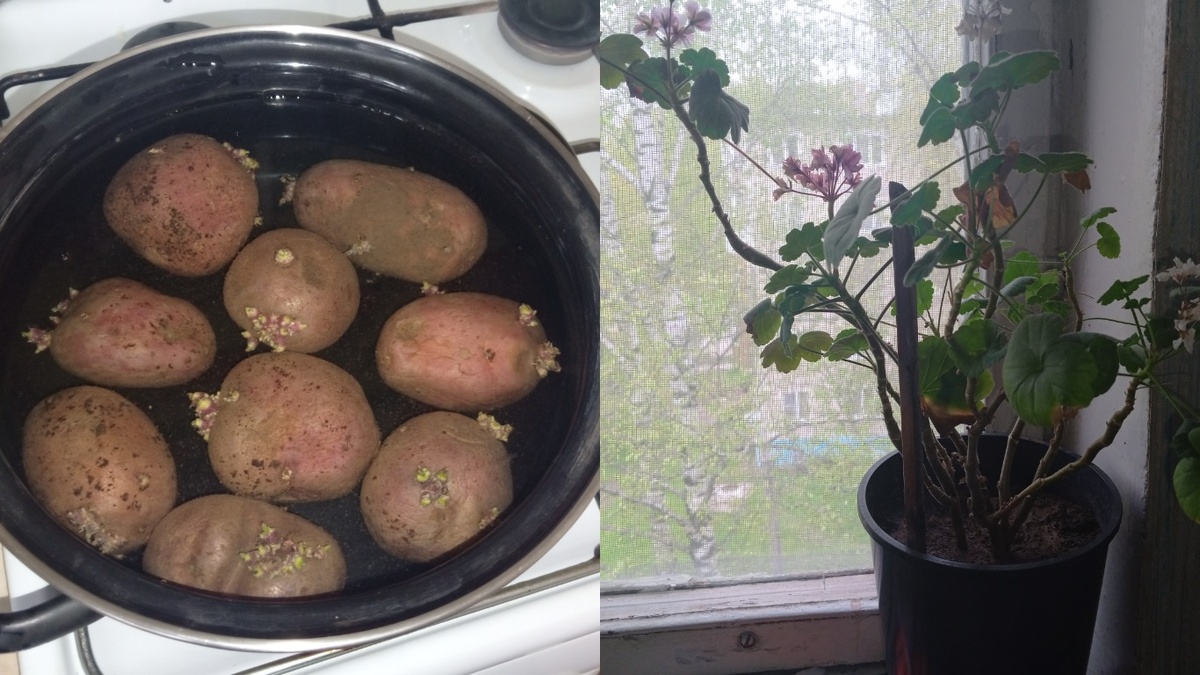 Ещё картофельная вода может применяться для ухода за лицом и телом.