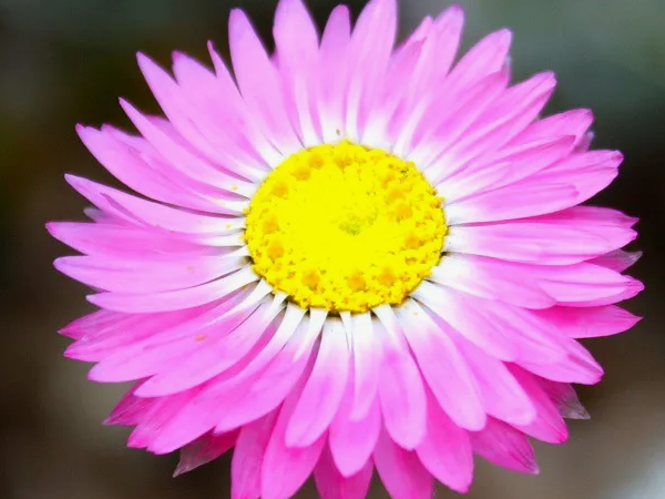 Акроклинум Виртуоз. крин автора из инета