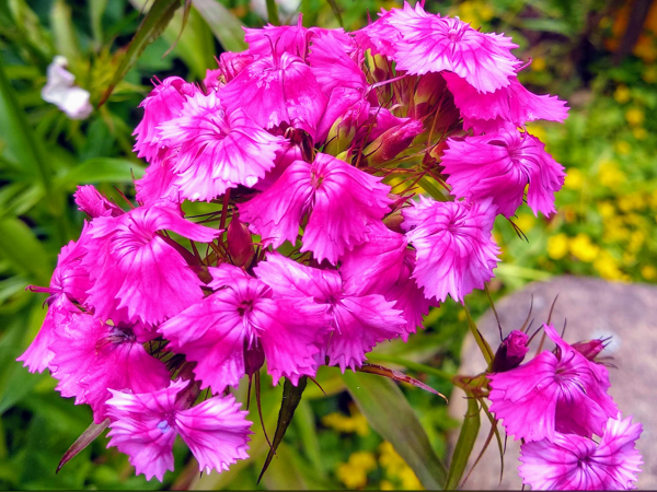 Гвоздика турецкая. Фото автора. Листай галерею