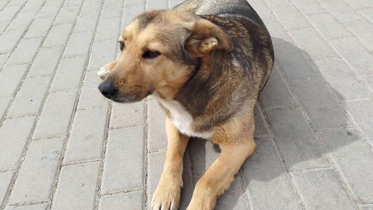    Фото: телеканал «Краснодар»