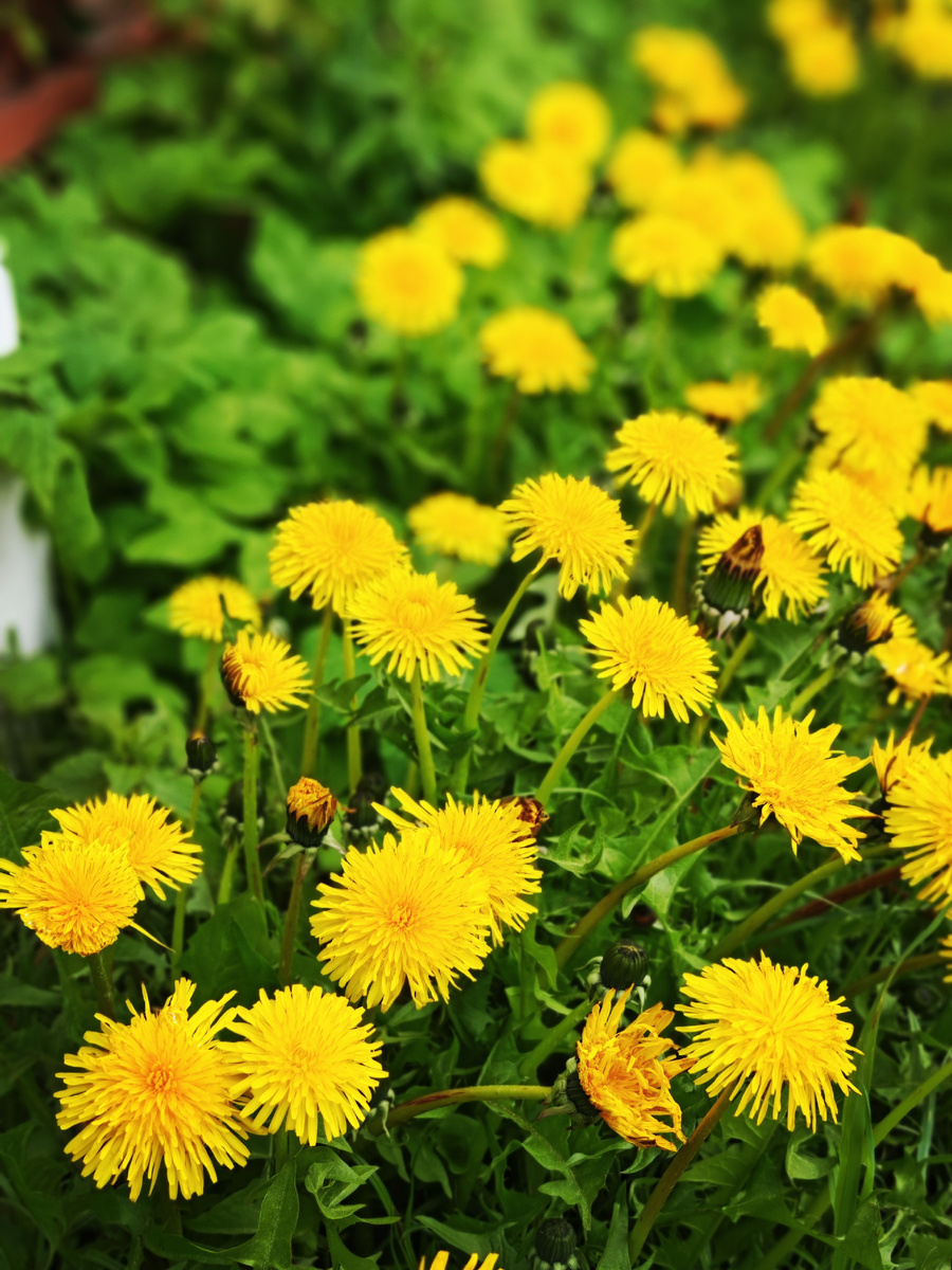 Одуванчики как мини-солнышки