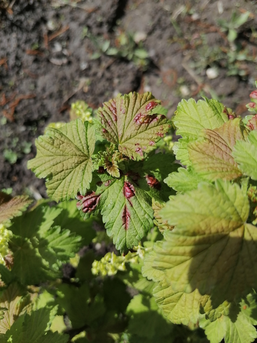 Листья, поврежденные галловой тлей