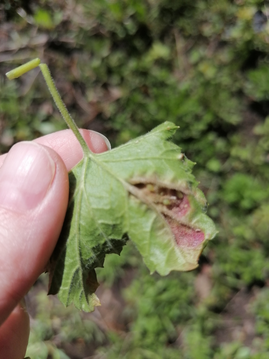 Тлю на обратной стороне листа видно