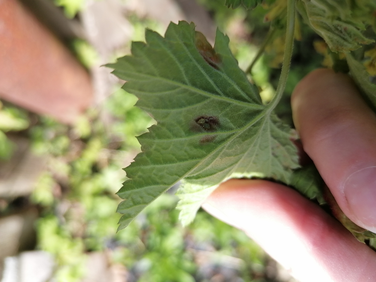 Тля еще на одном листе