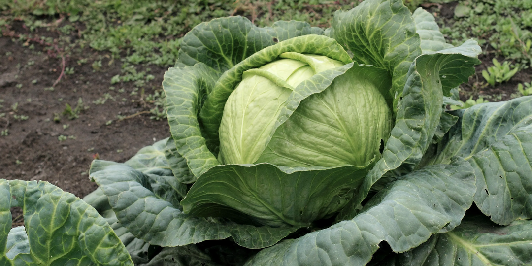 Шестой год сажаю сорта капусты: урожаем довольна хороши в засолке и хранении