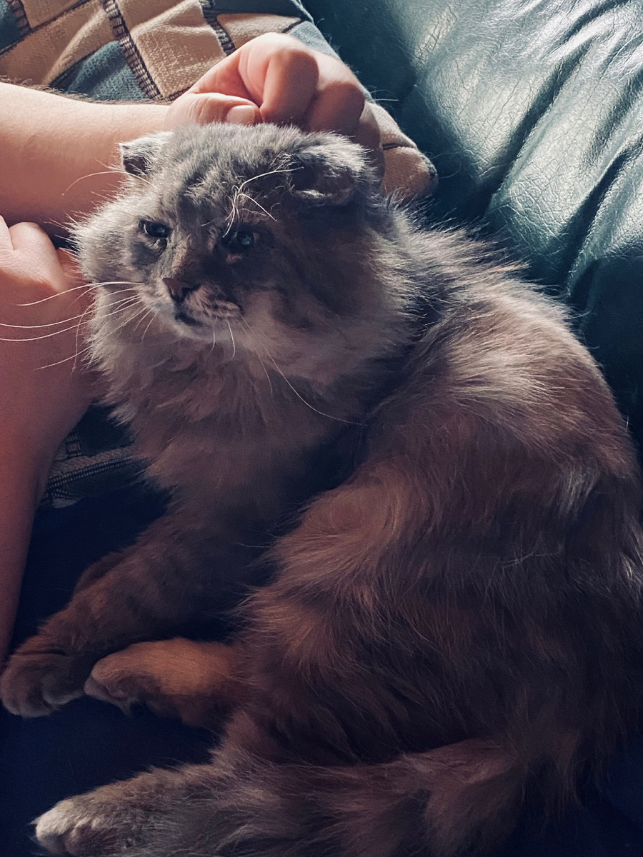 Поспал на диване, а потом еще и начесали лобик! Как хорошо! Везде фото автора.